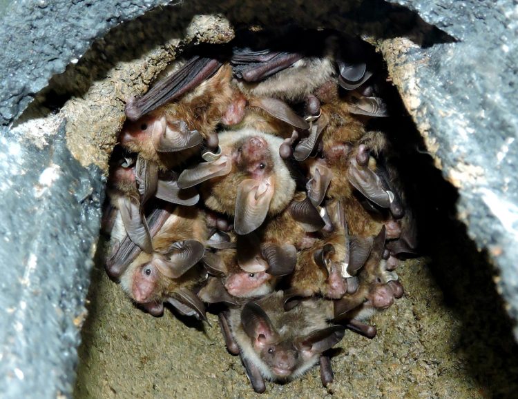 Engain ecologist Emily Wood's CIEEM prize winning Bechstein's photo entry