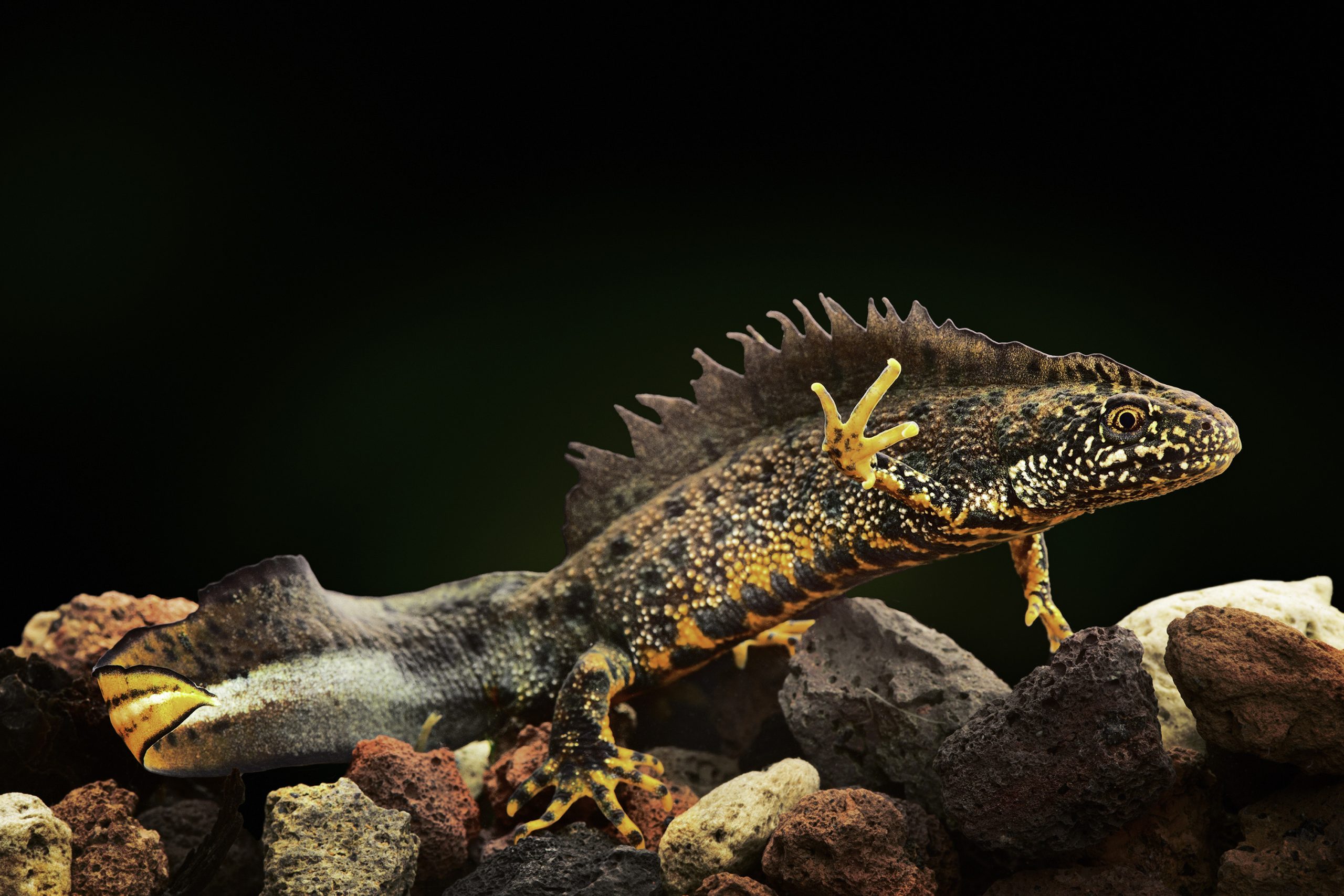 Protected Species - crested newt an amphibian under water lives in small fresh water ponds