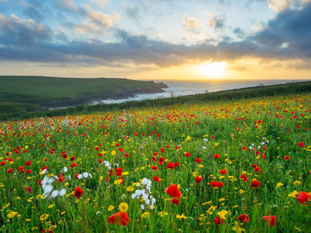 Engain Biodiversity – Landscape & Ecological Management Plans - Engain